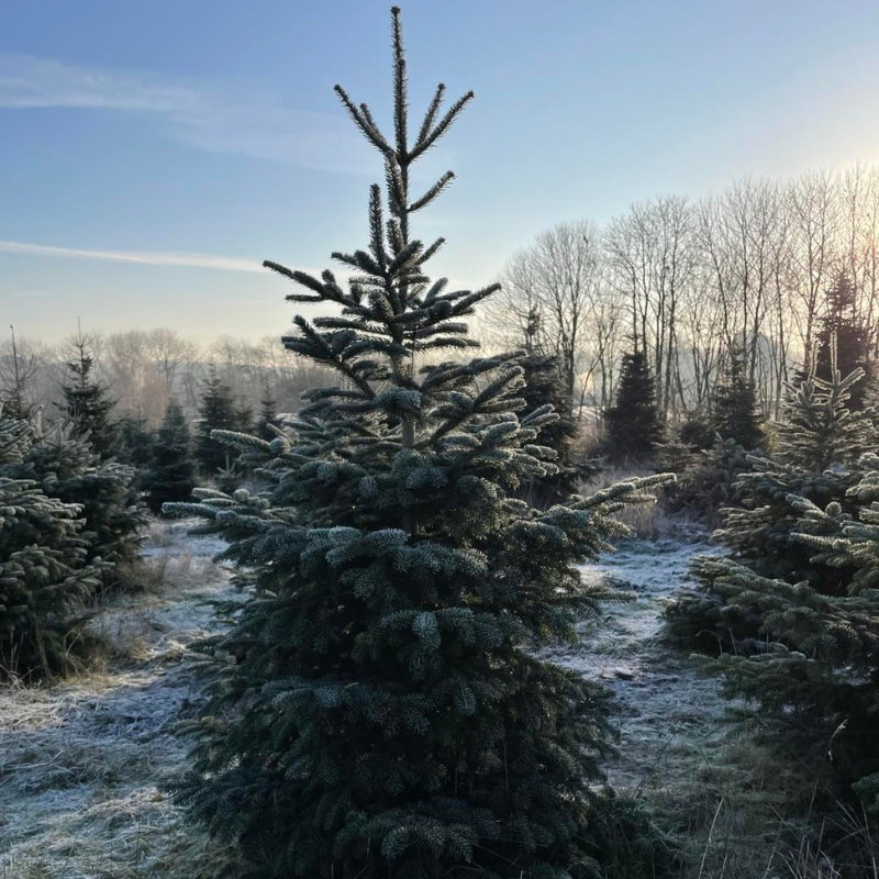 Christmas Tree Farm, Traditional Christmas Tree, Christmas Trees for Sale