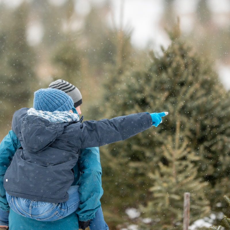 Christmas Trees In Worcester, Local Christmas Tree Farms, Buy Real Christmas Tree