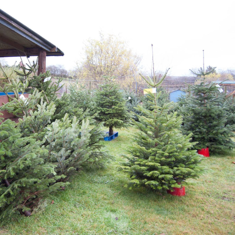 8ft Christmas Tree, Affordable Real Christmas Trees, Christmas Tree Sale