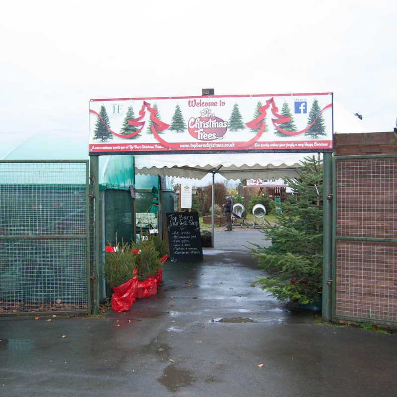 Christmas Tree Sale, Christmas Tree, 8ft Christmas Tree, Christmas Tree Farm Near Me