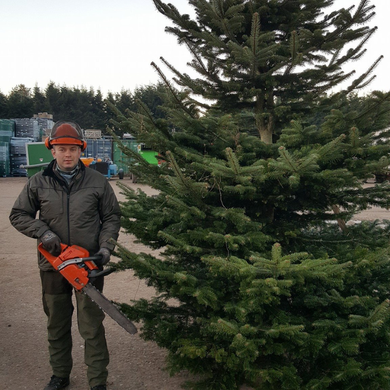 Christmas Tree Farm Near Me, Christmas Tree, Affordable Real Christmas Trees