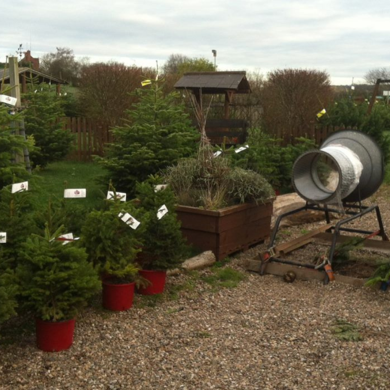 Best Real Christmas Tree, Christmas Trees In Worcester, Buy Real Christmas Tree