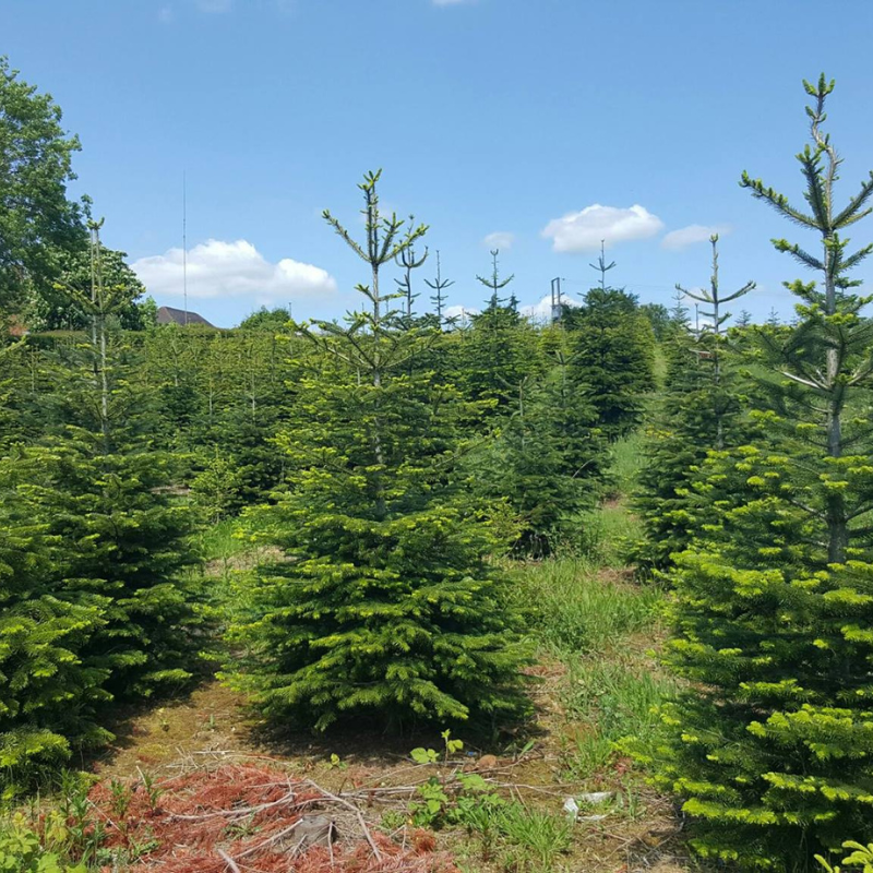 Pick Your Own Christmas Tree Near Me, Buy Real Christmas Tree, Local Christmas Tree Farms