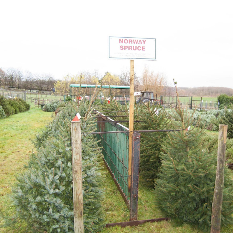 Christmas Tree Stands For Real Trees, Christmas Tree Plantation, Christmas Tree Stand