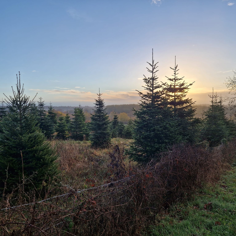 Real Christmas Trees Near Me, Christmas Tree Shop, 7ft Christmas Tree