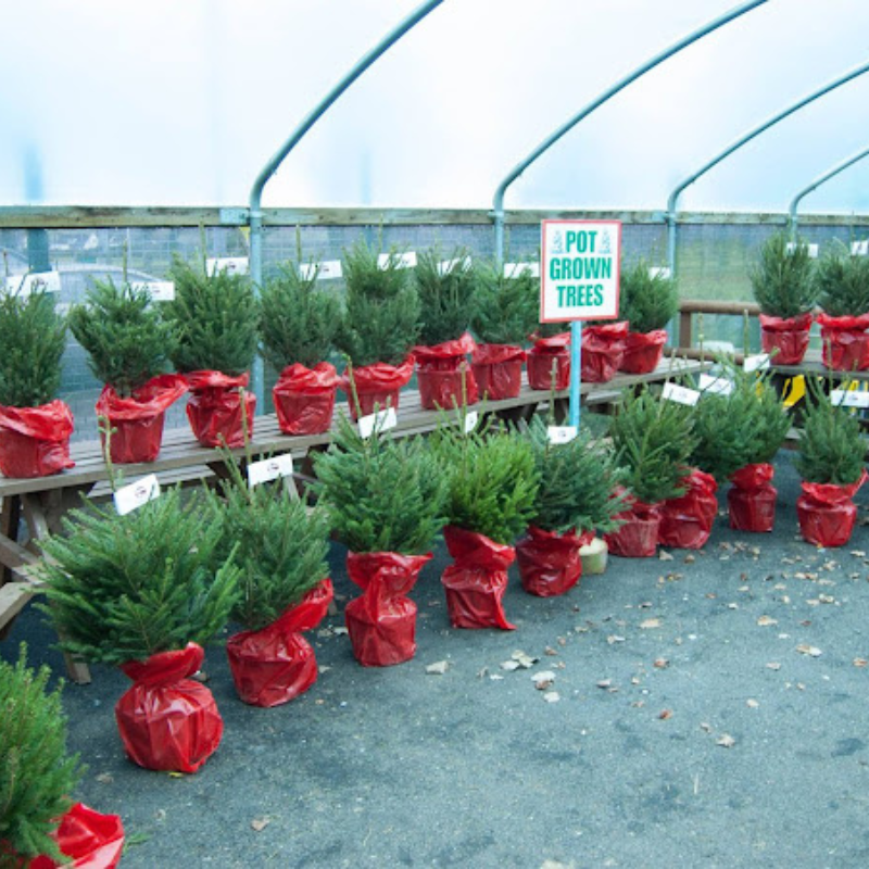 7ft Christmas Tree, Pick Your Own Christmas Tree, Christmas Tree Shop